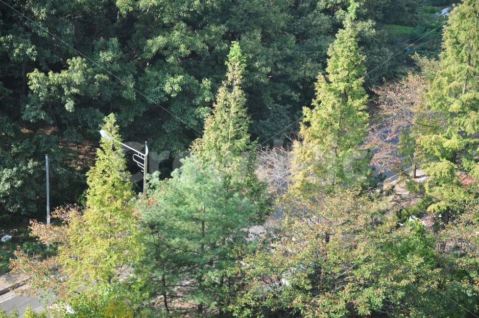 가을,나무,풍경,계절,자연,자연,풍경,nature,landscape,식물,plants,나무,trees,wood