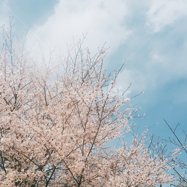 나무,풍경,하늘,봄,구름,자연,벚꽃,숲,봄,계절,spring,season,plant,식물