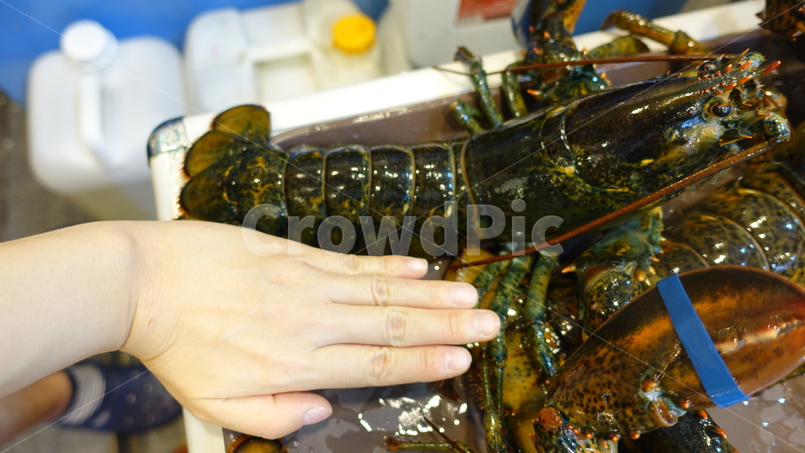음식,식사,dish,food,meal,lobstar,랍스타,가재,바닷가재,바다가재,동물,animal
