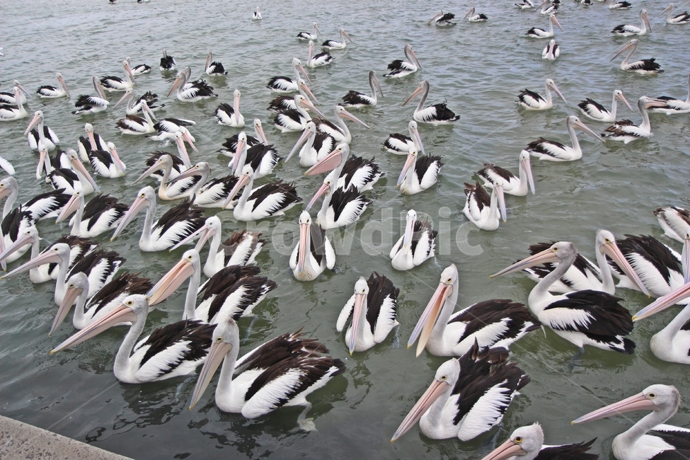 시드니,펠리칸,큰새,pelican,먹이먹는,동물,animal,조류,새,birds