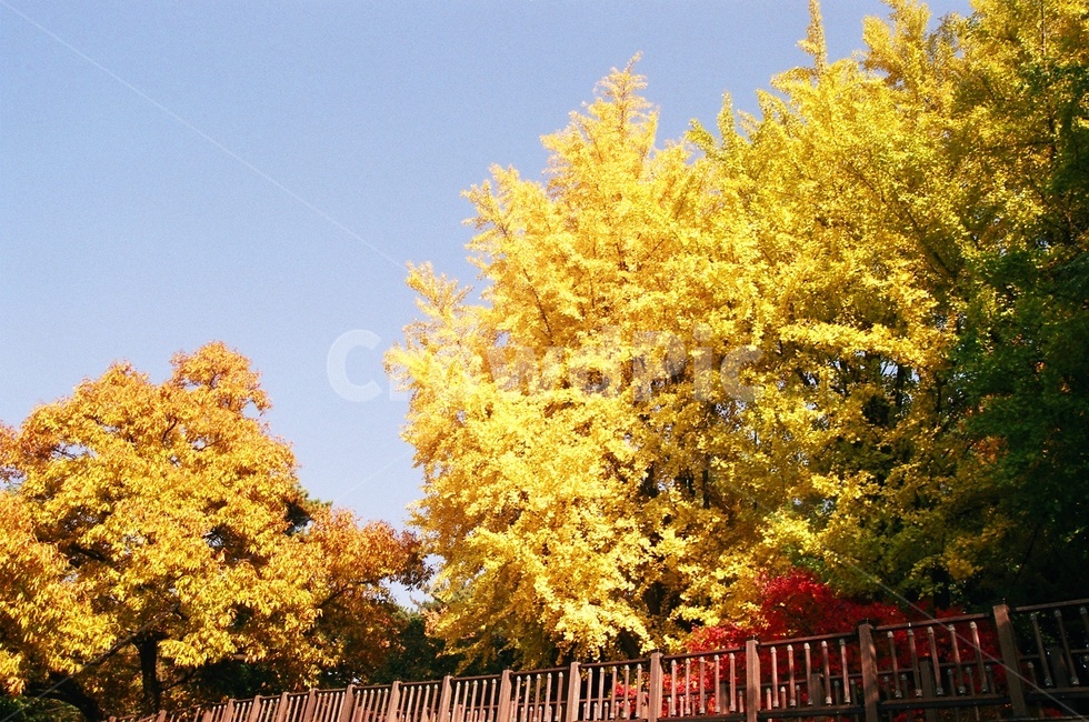 가을,낙엽,단풍,은행잎,은행,나무,노란색,나뭇잎,fall,maple,mapleleaf,ginkgo,ginkgoleaf,autumn,가을,계절,fall,autumn,season,자연,풍경,nature,landscape