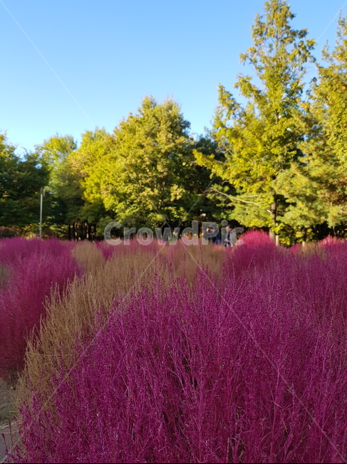 핑크,댑싸리,분홍,pink,공원,가을,autumn,fall,하늘,나무,sky,tree,bassiascoparia,hotpink,plant,park,자연,풍경,nature,landscape