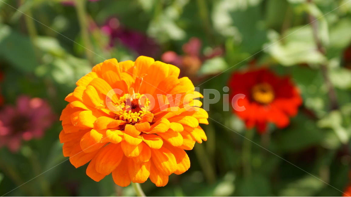 꽃,꽃사진,백일홍,천일홍,식물,가을,봄,계절,spring,season,식물,자연,plants,nature,꽃,flower,plant