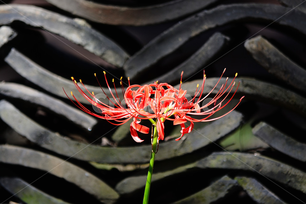 A bunch of flowers,plant,Similarization,flower,red flower