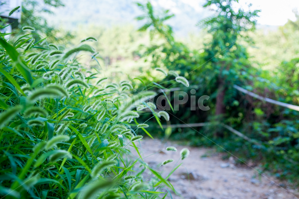 자연,여름,야생화,강아지풀,식물,plants,초록