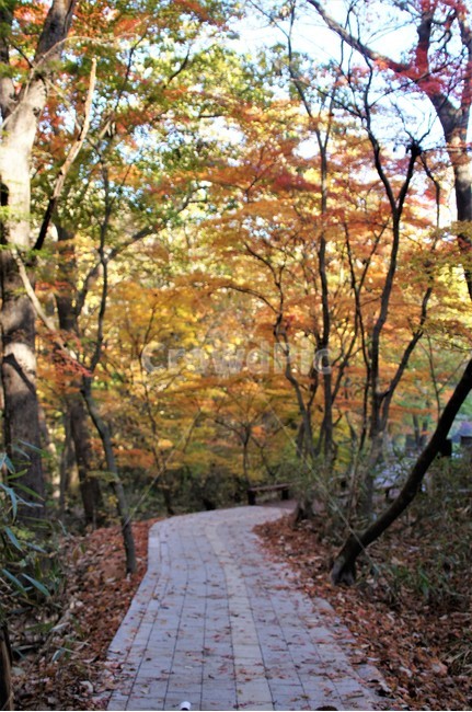 가을,단풍,자연,나무,식물,산속,autumn,season,trees,nature,풍경,자연풍경,감성,emotion,산길,가을,계절,fall,autumn,season,path,통로,walkway,보도,vegetation,초목,plant