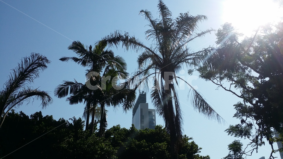 공원,홍콩,도심공원,나무,park,tree,햇빛,쉼,휴식,산책