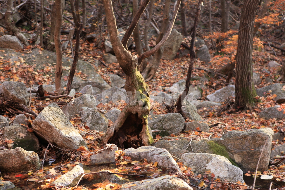 가을,나무,숲,세월,계곡,가을,계절,fall,autumn,season,식물,자연,plants,nature,나무,trees,wood,tree,plant,ground,바닥