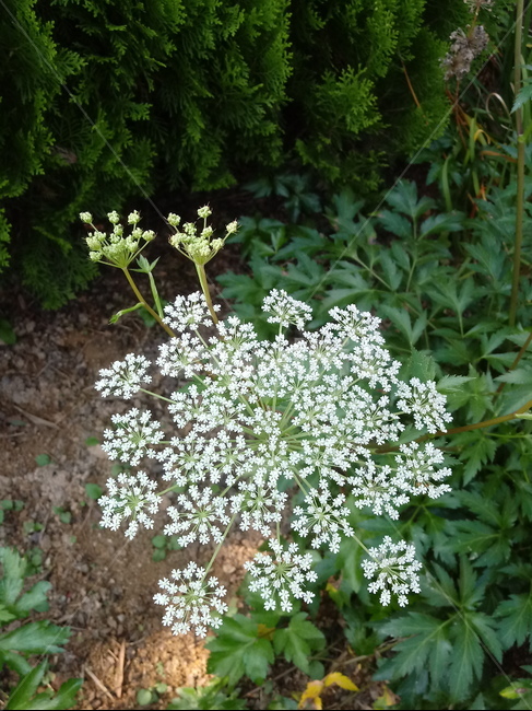 당귀꽃,꽃,식물,참당귀,당귀,plant,미나리과,여러해살이풀,흰색꽃,식물,자연,plants,nature