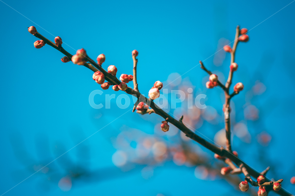 plant,식물,꽃,나무,매화,봄,식물,자연,plants,nature,꽃,flower
