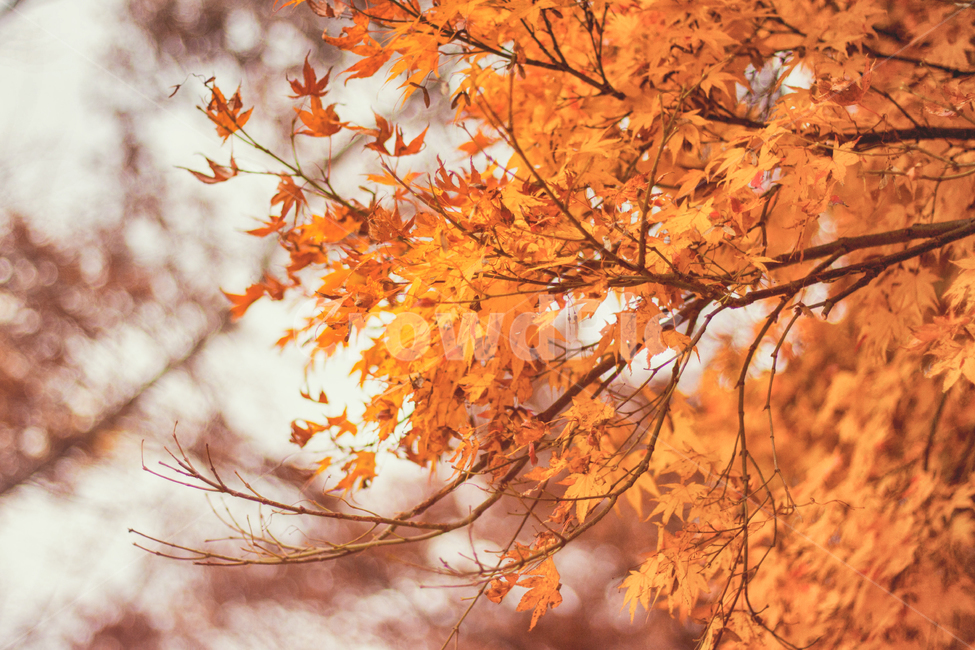 가을,나무,단풍,계절,자연,풍경,단풍나무,낙옆,단풍잎,fall,autumn,seasons,maple,nature,landscape,tree,가을,계절,fall,autumn,season,식물,자연,plants,nature,감성,sensible,feeling,leaf,잎,plant