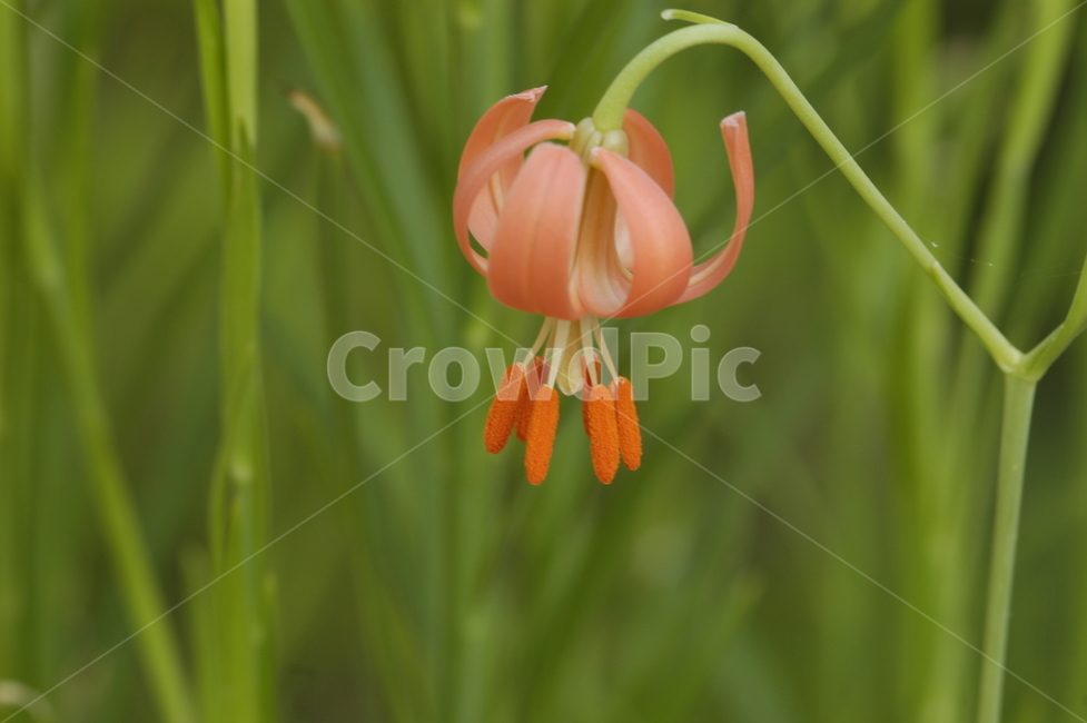 식물,flower,꽃,나리꽃,화분