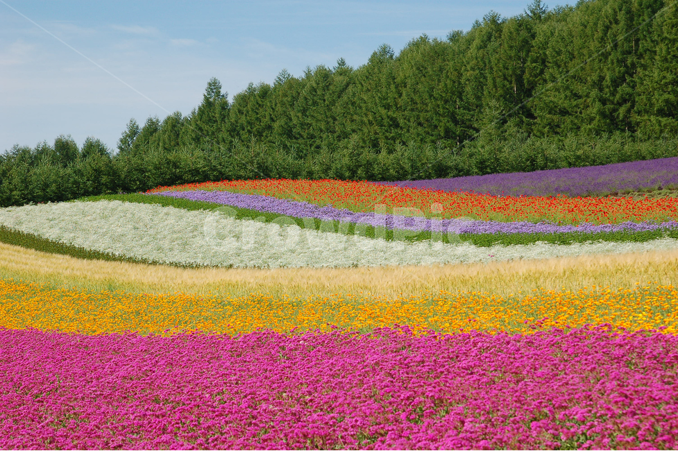 forest,sights,color,tourism,flower garden,Farm Tomita,furano,horticulture,Field,sight,travel destination,nature,Color,tree,Hokkaido,grassland,flower,background,Tourist destination,colorful
