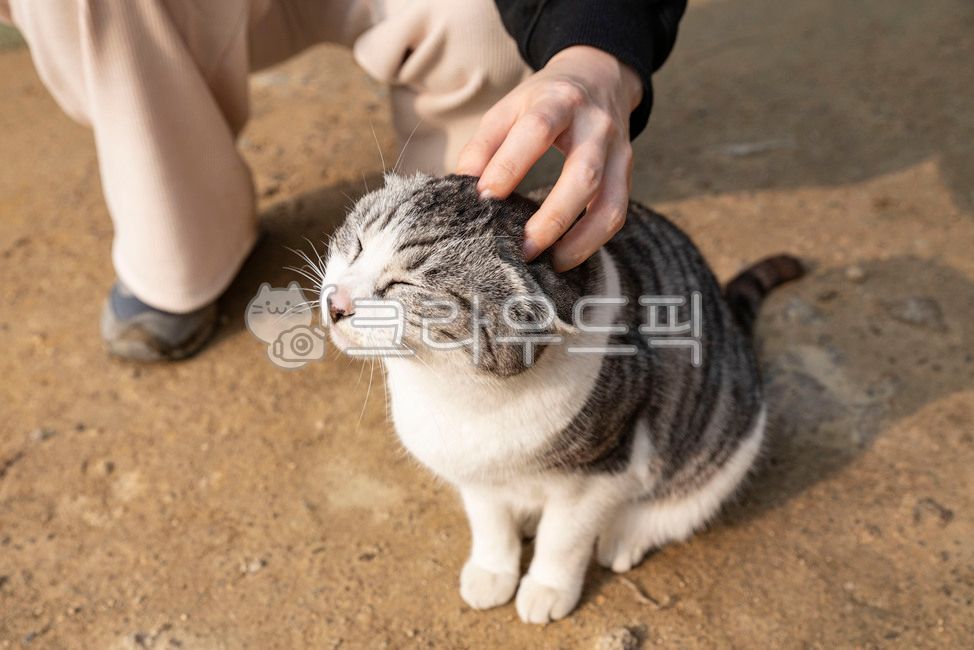 고양이,길냥이,귀여워,길고양이,야옹