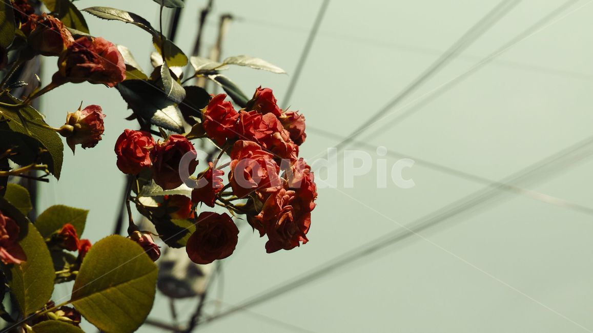 꽃,장미,동네,빈티지,감성,식물,자연,plants,nature,꽃,flower