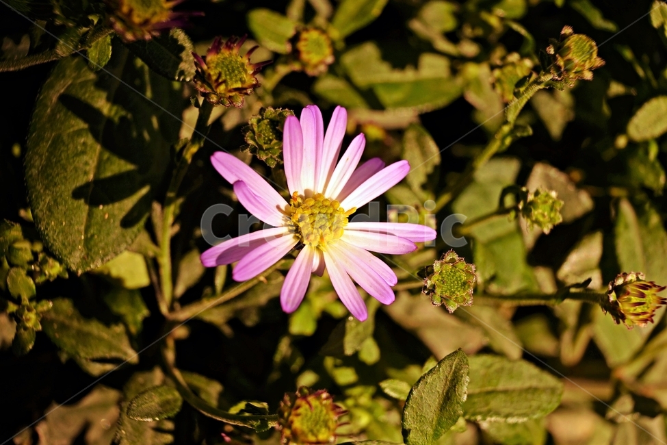 꽃,자연,아름다움,식물,nature,bloom,plant,분홍,꽃잎,향기,beautiful,flower,식물,자연,plants,nature,꽃,flower