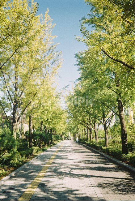 필름사진,나무,은행나무,가로수,여름,산책길