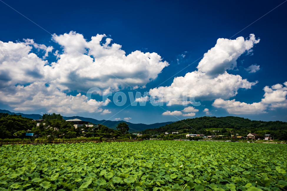 청도,연꽃,하늘,구름,풍경,나무,풀,꽃,산,식물,시골,관광지,여름,flowers,sky,cloud,view,plants,summer,beautiful,mountain,wood,tree,자연,풍경,nature,landscape,outdoors,옥외,weather,날씨,cumulus,적운