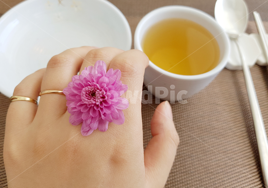 꽃,분홍색꽃,국화,꽃반지,flower