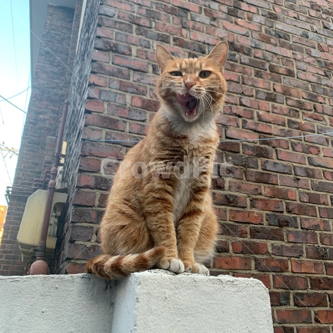 고양이,길고양이,cat,kitten,동물,animal