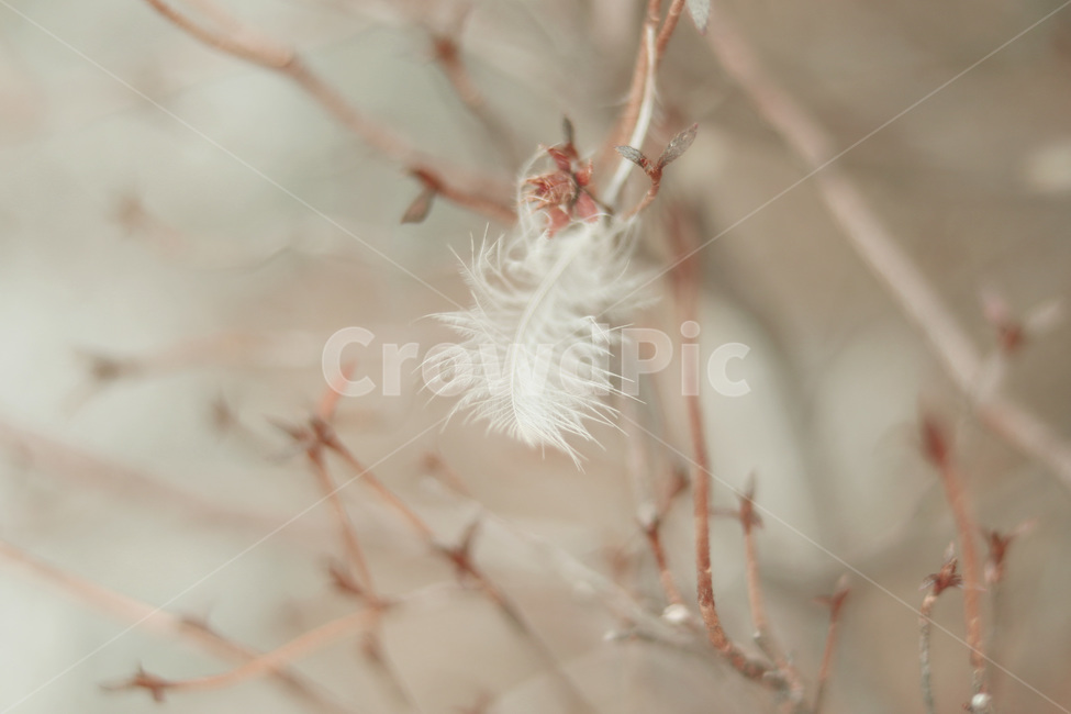 식물,plant,깃털,feather,새,나무,잎사귀,식물,자연,plants,nature