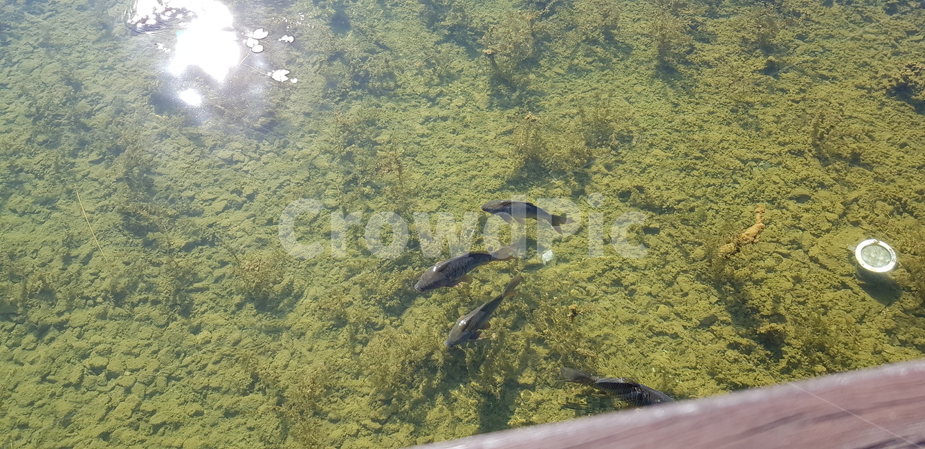 물고기,자연,물,느림,여유,어류,물고기,fish