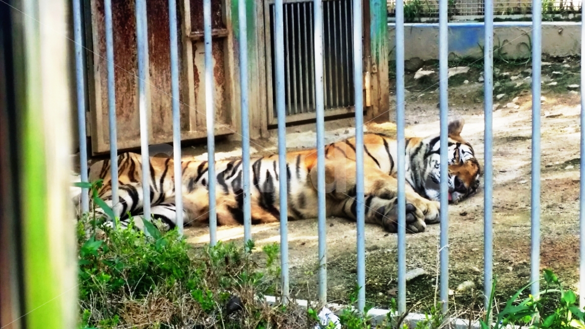 호랑이,동물원,동물,철장,낮잠,잠자는,야생,동물,animal,포유류,mammal