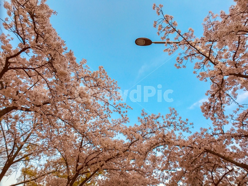 벚꽃,색감,봄,수성못,길거리,봄,계절,spring,season