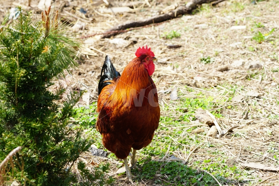 닭,조류,동물,chicken,수탉,암탉,새,bird,animal,생명,풍경,landscape,자연,nature,움직임,이동,걸음,뒤뚱뒤뚱,기웃기웃,닭띠,닭의해,치킨,육류,고기,닭고기,스냅,snap,양계장,목축업,가축,동물,animal,조류,새,birds