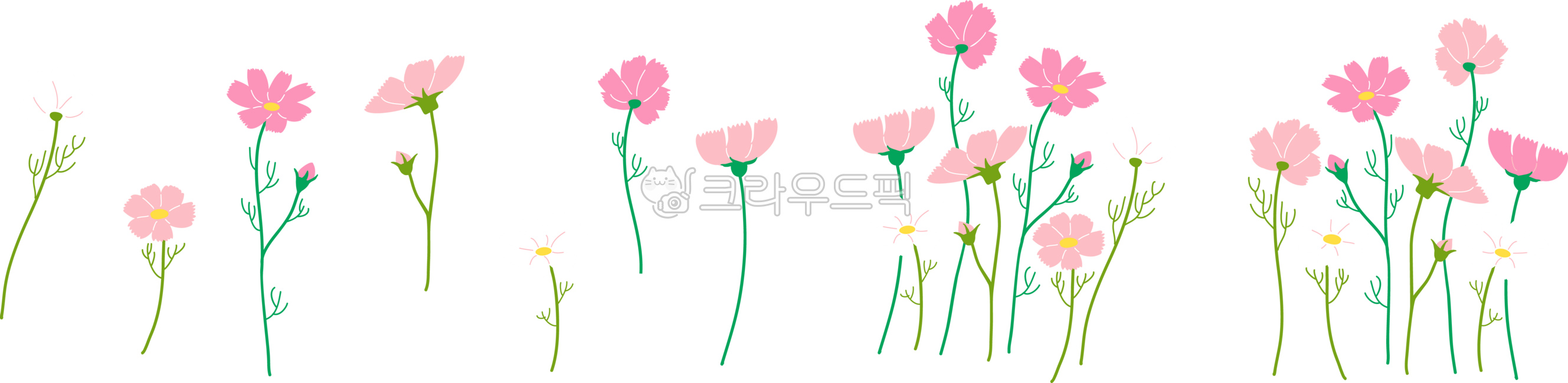 가을,꽃,식물,분홍,분홍꽃,흰꽃,핑크꽃,코스모스,플라워,flower,꽃일러스트,꽃그림