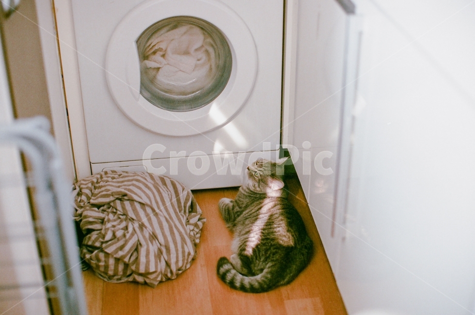 고양이,집,세탁기,빛,애완동물,동물,animal,포유류,mammal,고양이,cat,kitten,kitty,감성,sensible,feeling