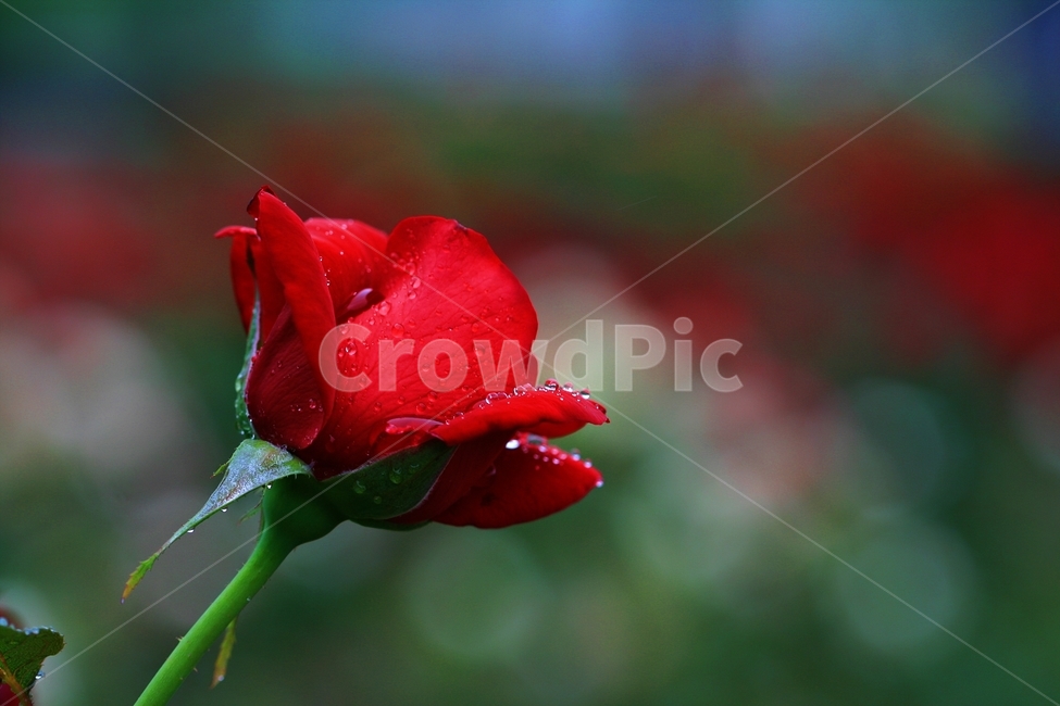 장미,꽃,플라워,식물,자연,식물,자연,plants,nature,꽃,flower