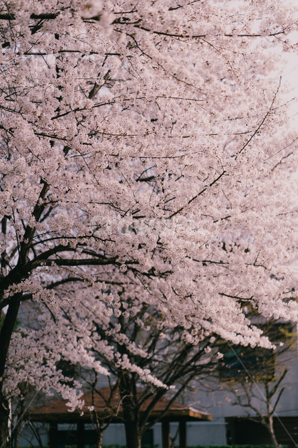 flower,꽃,벚꽃,봄,대구,봄,계절,spring,season,자연,풍경,nature,landscape,식물,plants,나무,trees,wood,감성,sensible,feeling,plant,blossom