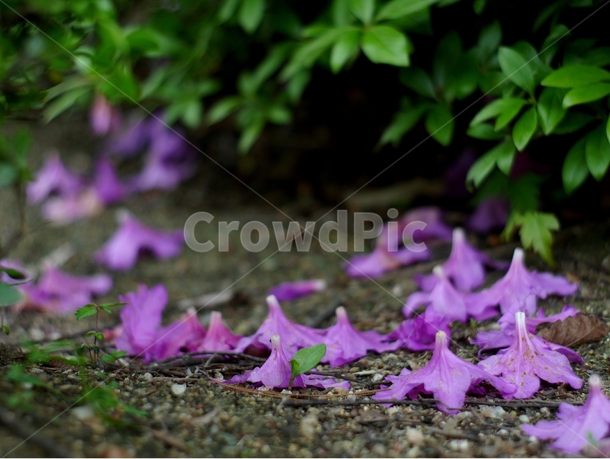 봄,자연,꽃,숲,여름,초록,분홍,봄,계절,spring,season,식물,자연,plants,nature,꽃,flower,ground,바닥,plant,leaf,잎