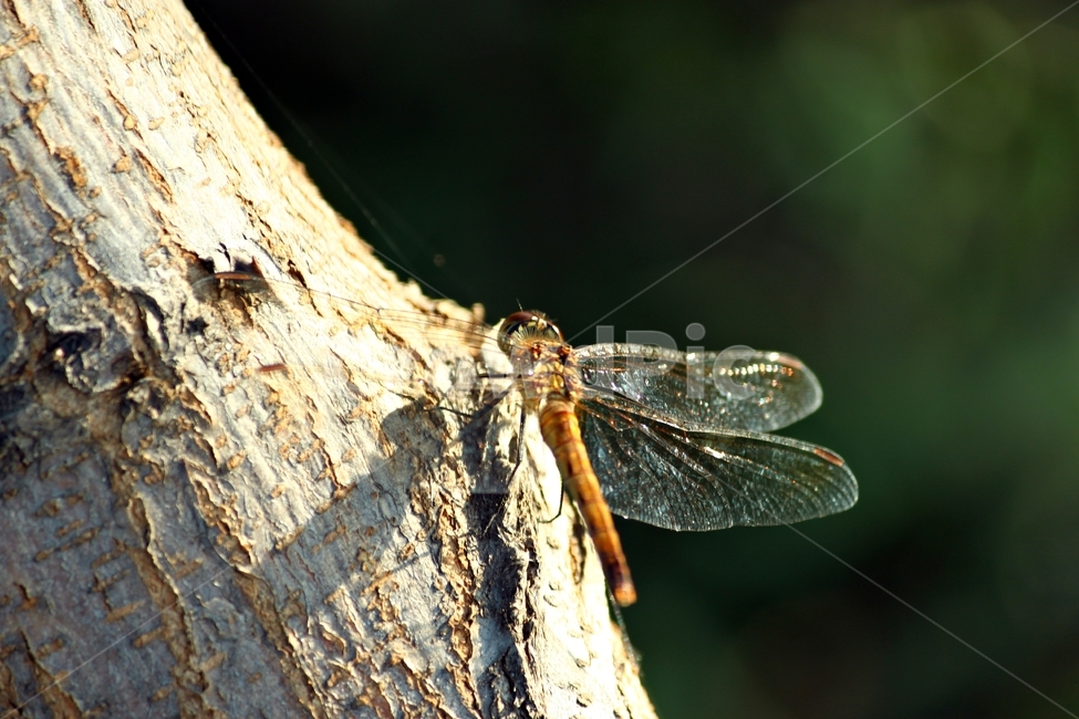 잠자리,곤충,날개,동물,자연,나무,nature,동물,animal,곤충,벌레,insect,bug