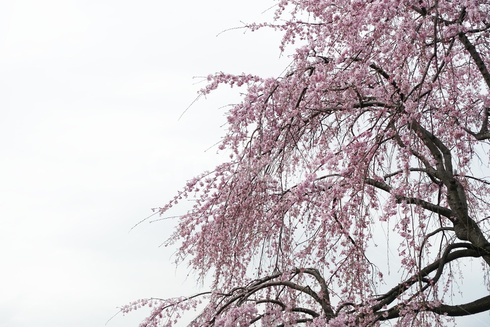 벚꽃,cherryblossom,봄,spring,봄꽃,풍경,자연,식물,공원,나무,개화,분홍꽃,계절,tree,nature,season,사쿠라,봄,계절,spring,season,자연,풍경,nature,landscape,식물,plants,나무,trees,wood,plant,flower,꽃,blossom