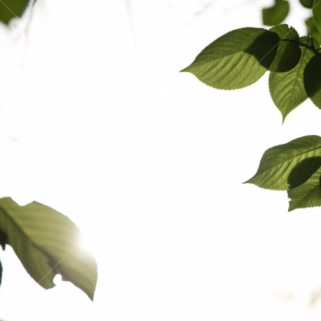봄,잎사귀,햇살,나무,잎,아침,따스한,식물,자연,plants,nature