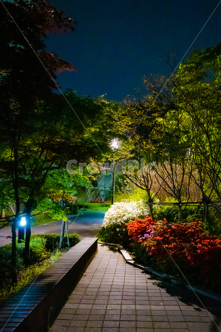 철쭉,꽃,야경,배경,풍경,산책길,야경,밤,풍경,nightscape,night,landscape,path,통로,walkway,보도
