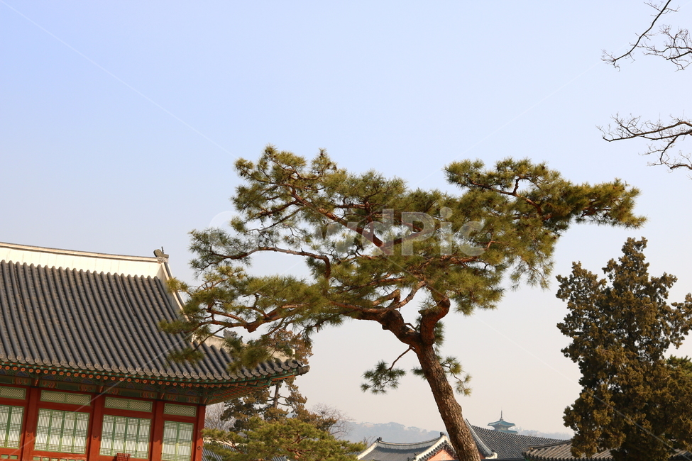 경복궁,광화문,서울,고궁,궁,궁궐,옛날집,기와,기와집,나무,소나무,한국전통,한국문화,korean traditional,korean culture,건축물,건물외관,exterior,building,structure,architecture,construction