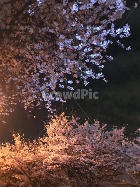 벚꽃,밤길,나무,봄,벚꽃나무