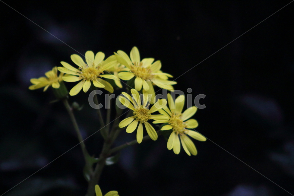 털머위,갯머위,꽃,약용식물,leopardplant,식물,자연,plants,nature,꽃,flower