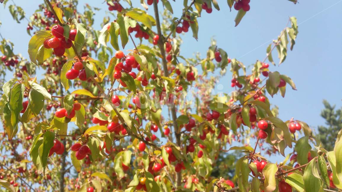 열매,빨간열매,나무,잎,맑은,fruit,sky,berry,과일,여름,가을,오후,afternoon,summer,autumn,fall,ripe,자염,nature,plant,식물,식물,자연,plants,nature,과일,열매,fruit