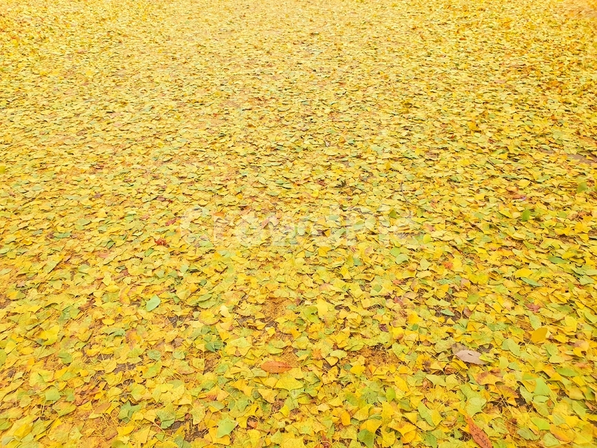 가을단풍,가을,은행나무,은행잎,아름다움,가을장면,선운산단풍,나뭇잎,자연,야외,배경,가을나무,분위기,노란색,주황색,녹색,plant,꽃잎,식물,blossom,petal,꽃,leaves,flower