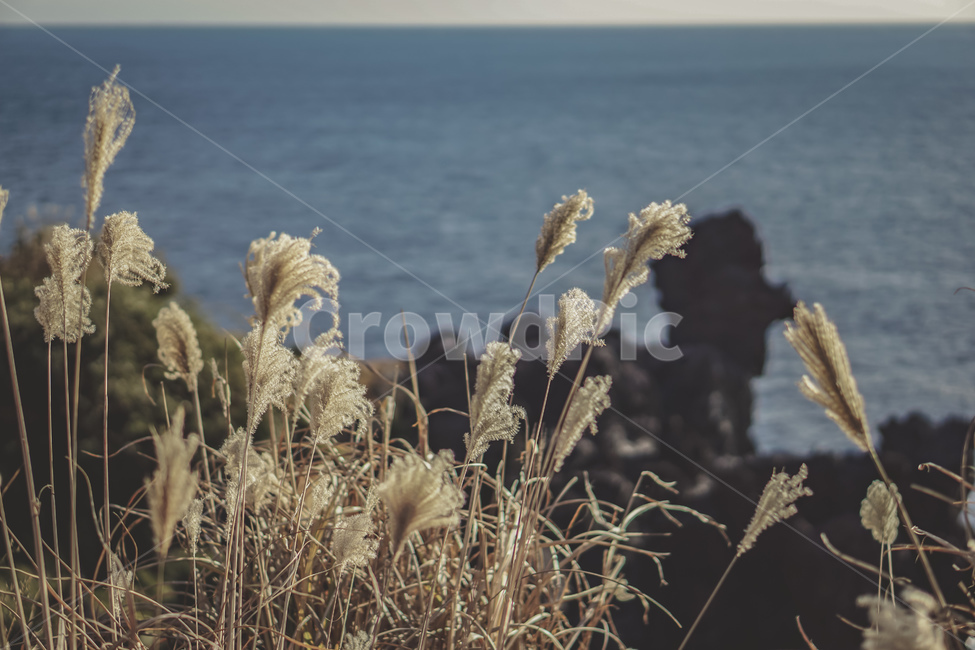 제주도,제주,바다,풍경,산책로,자연,수평선,갈대,감성,jeju,sea,view,landscape,walk,nature,beautiful,reed,가을,계절,fall,autumn,season,자연,풍경,nature,landscape,제주도,jeju,jeju island,plant,식물,grass,잔디,lawn
