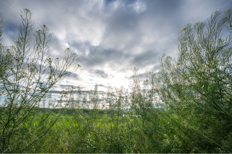 맑음,하늘,햇살,구름,풀,식물,나무,tree,plant,sunshine,sky,cloud,자연,풍경,nature,landscape,outdoors,옥외