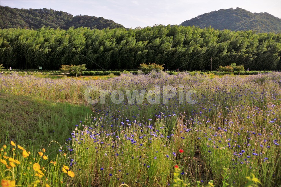태화강대공원,식물,꽃,공원,꽃밭,자연,풍경,nature,landscape,outdoors,옥외,grassland,목초지,field,들,rural,농촌,farm,농장,meadow