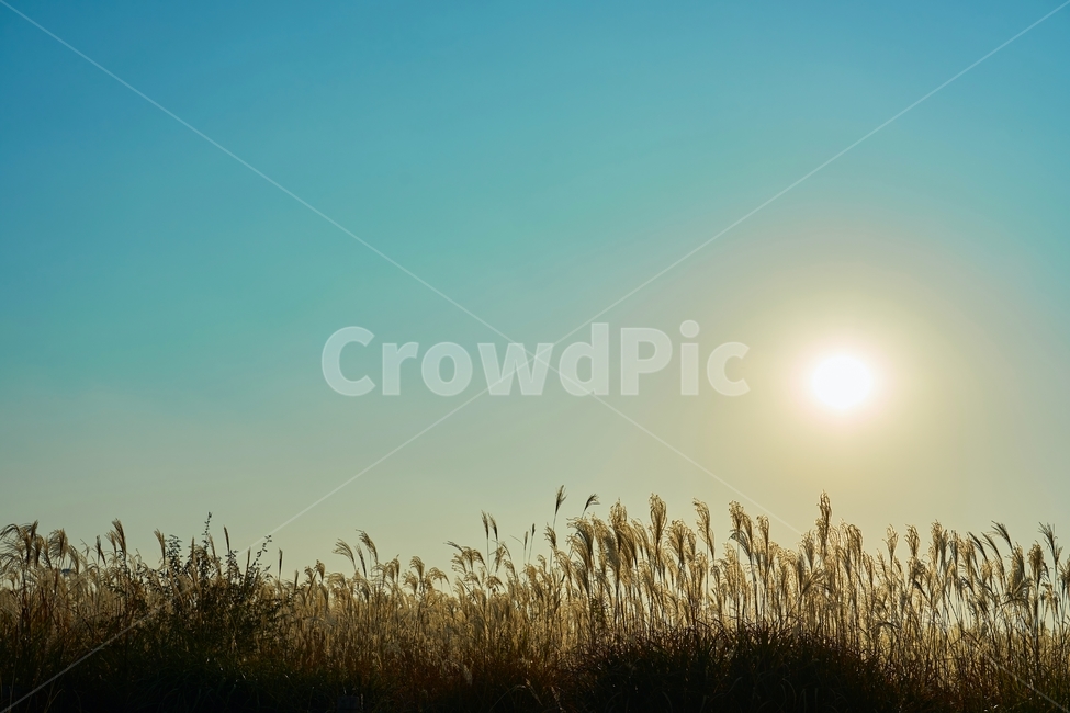 하늘공원,가을,일몰,노을,억새,태양,빛,햇빛,잔디,식물,자연,풍경,nature,landscape