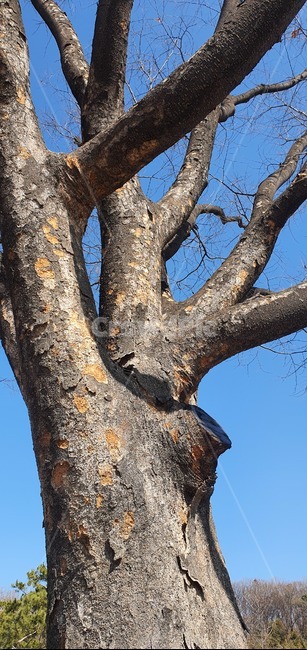 나무줄기,tree,하늘,나뭇가지,식물,나무,trees,wood