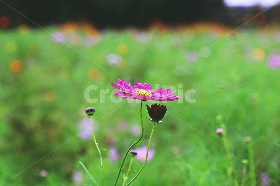 코스모스,꽃,꽃잎,식물,자연,가을,가을꽃,공원,식물,자연,plants,nature,꽃,flower