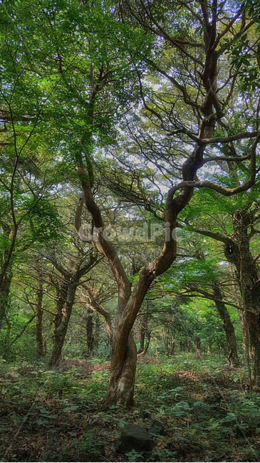 비자림,나무,식물,숲길,tree,plant,숲,자연,자연,풍경,nature,landscape,식물,plants,나무,trees,wood
